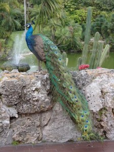 pinecrest peacock